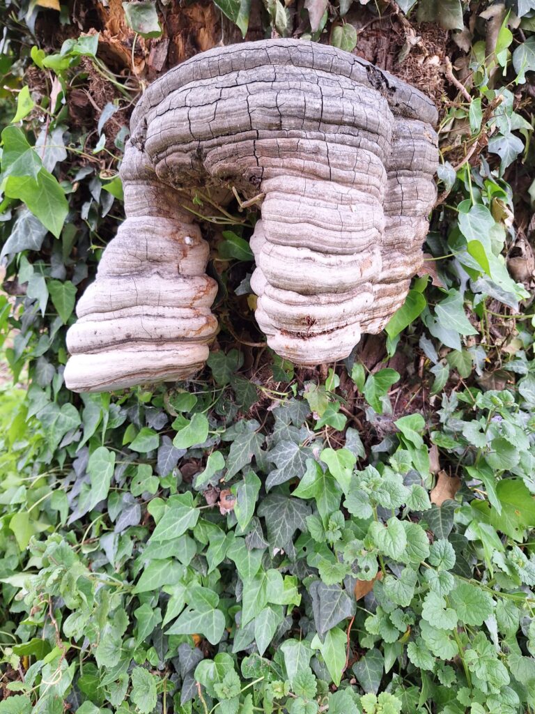 funghi riduzione stabilità alberi
