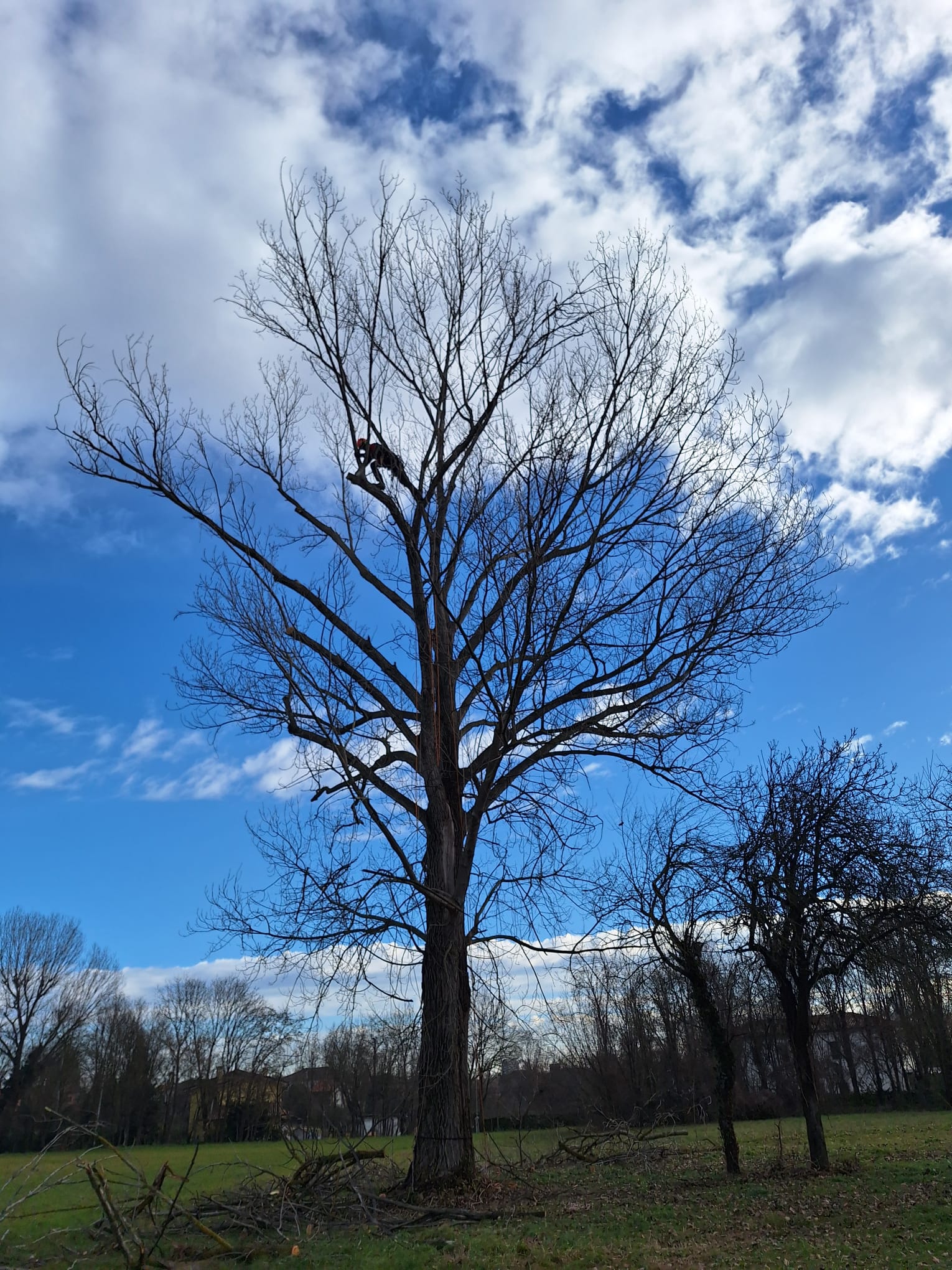 potatura alberi ad alto fusto