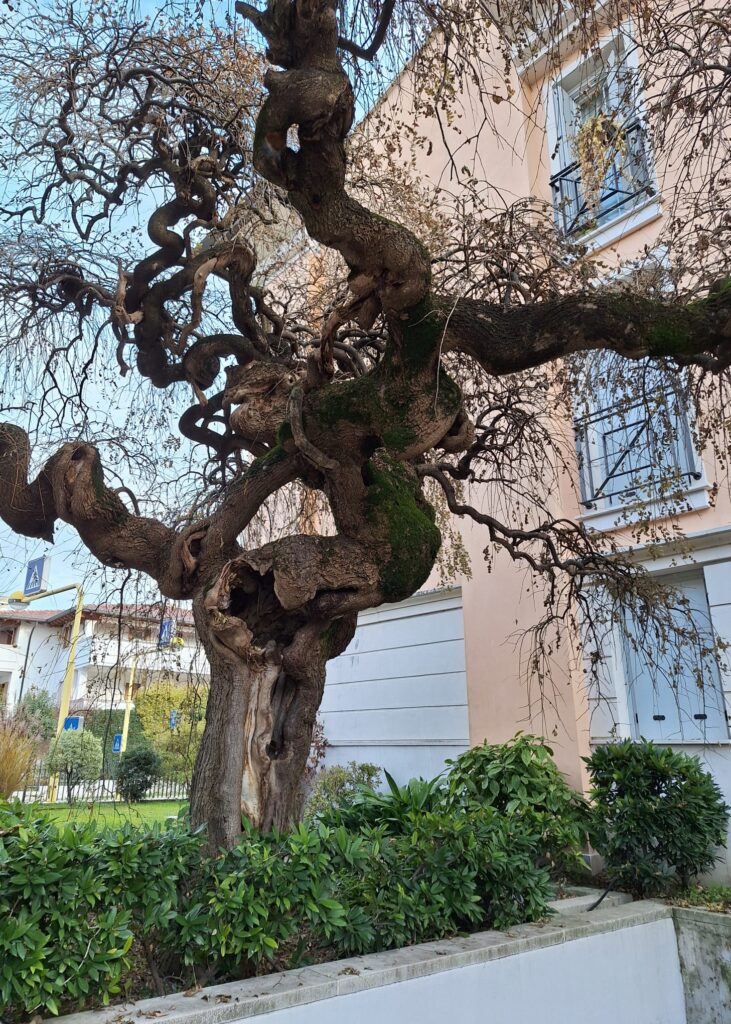 valutazione stabilità alberi intricati